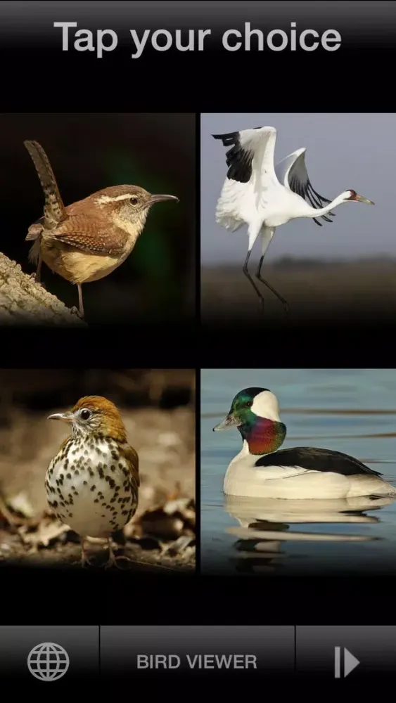 Screenshot di BIRD SCHOLAR USA Edition