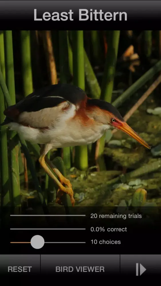 Screenshot di BIRD SCHOLAR USA Edition