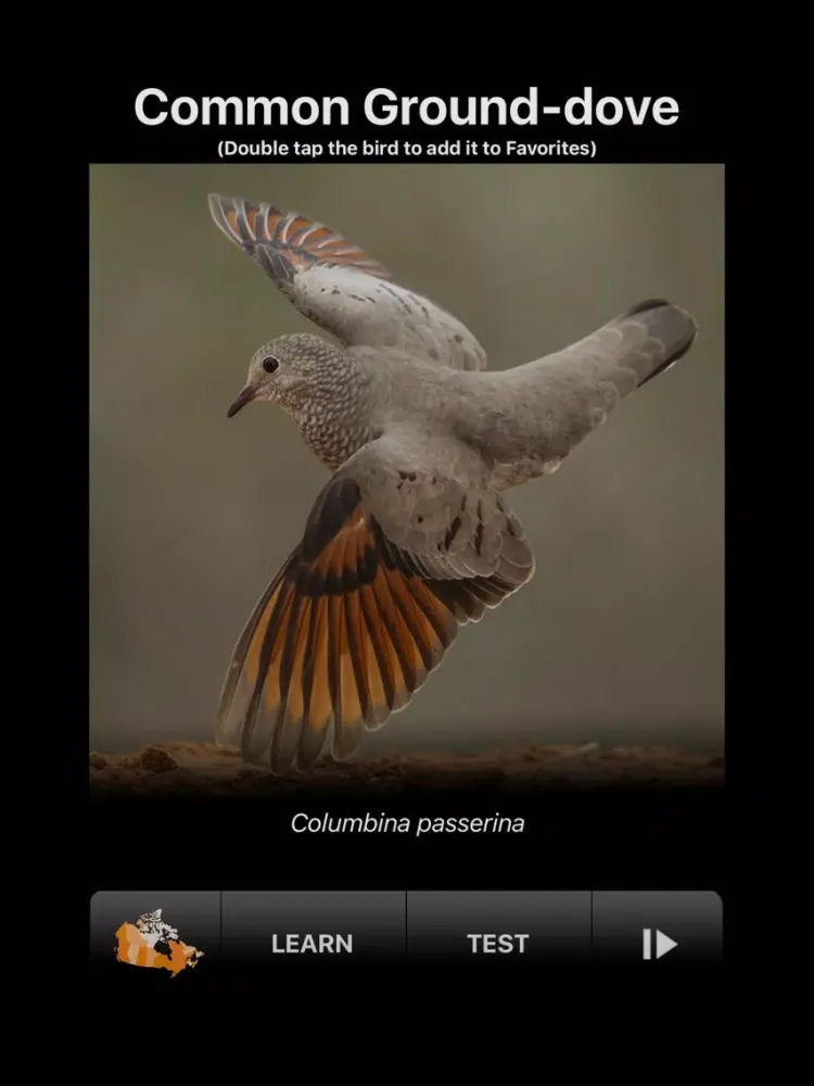 Capturas de pantalla de BIRD SCHOLAR Canada Edition iPad 