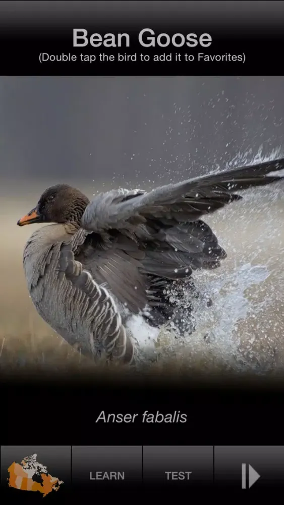 Capturas de pantalla de BIRD SCHOLAR Canada Edition