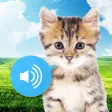 Animal sounds - Images Animal sounds - Images