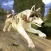 The Wolf Among The Horses