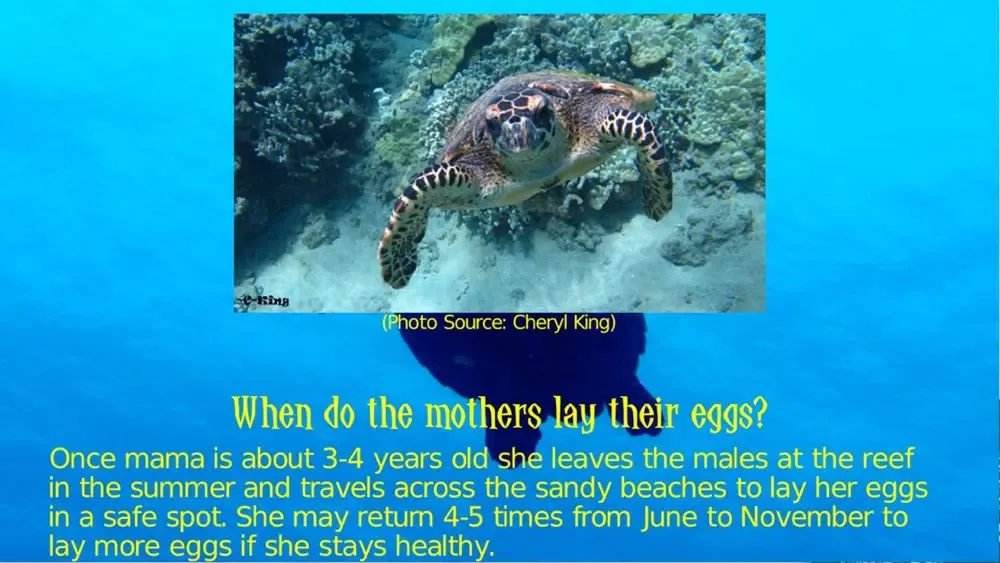 Zrzuty ekranu Turtle Trails – Save Me!