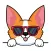 shy cute corgi