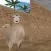 Sheeps Thief 3D