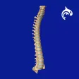 Spine Decide Spine Decide