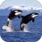 Orca Wallpaper