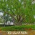 Orchard Hills Homes