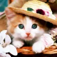 X-MOE~Extremely HD Wallpaper Gallery for Kitty & Doggy