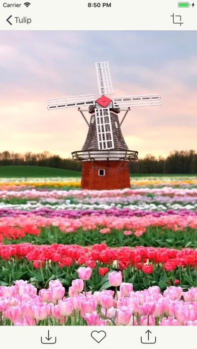 Capturas de pantalla de Flower Gallery