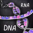 iMolekula: DNA, RNA, proteins