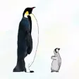 Penguin Breed Center Penguin Breed Center