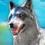 Wolf Game: Wild Wolf Simulator