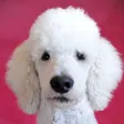 PuppyCam