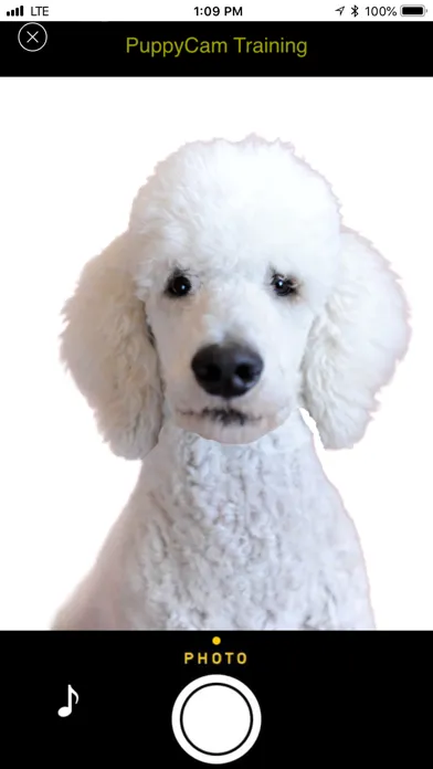 PuppyCam Screenshots