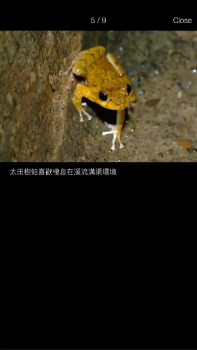 تصاویر 台灣蛙類圖鑑