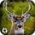 Deer Hunting in Forest – Play Big Buck Shooting Safari Fun Game