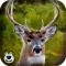 Deer Hunting in Forest – Play Big Buck Shooting Safari Fun Game