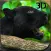 Wild Black Panther Attack Simulator 3D – Hunt the Zebra, Deer & Other Animal in Wildlife Safari