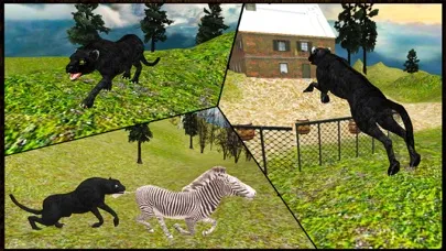 Wild Black Panther Attack Simulator 3D – Hunt the Zebra, Deer & Other Animal in Wildlife Safari应用截图