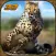 Wildlife cheetah Attack simulator 3D – Chase the wild animals, hunt them in this safari adventure