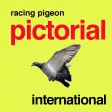 Racing Pigeon International Racing Pigeon International