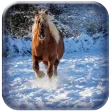 Horse Wallpaper HD