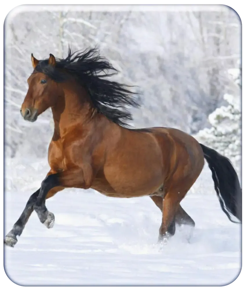 Horse Wallpaper HD 스크린샷