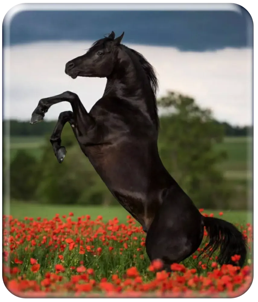 Horse Wallpaper HD 스크린샷