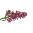 AR Floral AR Floral