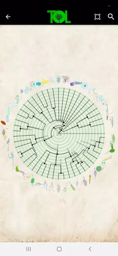 Tree of Life Ekran Görüntüleri