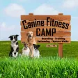 Canine Fitness Camp