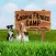 Canine Fitness Camp