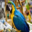 RHONDA'S AVIARY