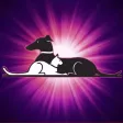 SOUTH BEACH ANIMAL HOSPTIAL