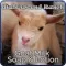 WalkAround Ranch Goat Milk Soap & Lotion