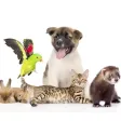 Pet Supplies UK Pet Supplies UK