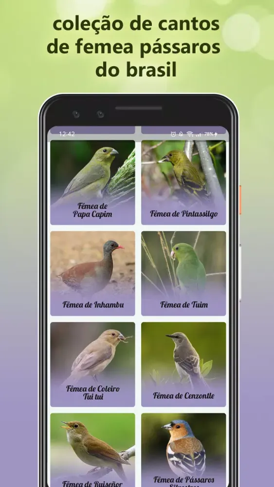 Canto Fêmea de Juriti Screenshots