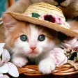 Kitty Wallpapers and Backgrounds
