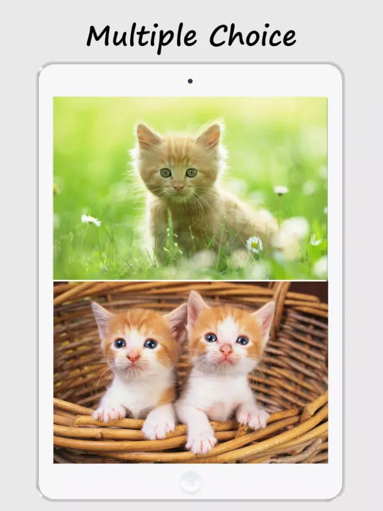 Kitty Wallpapers and Backgrounds iPad  স্ক্রিনশট