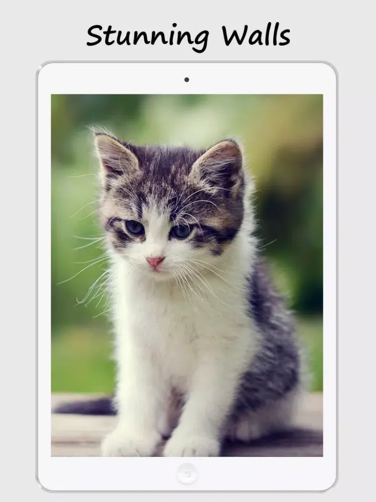 Kitty Wallpapers and Backgrounds iPad  স্ক্রিনশট