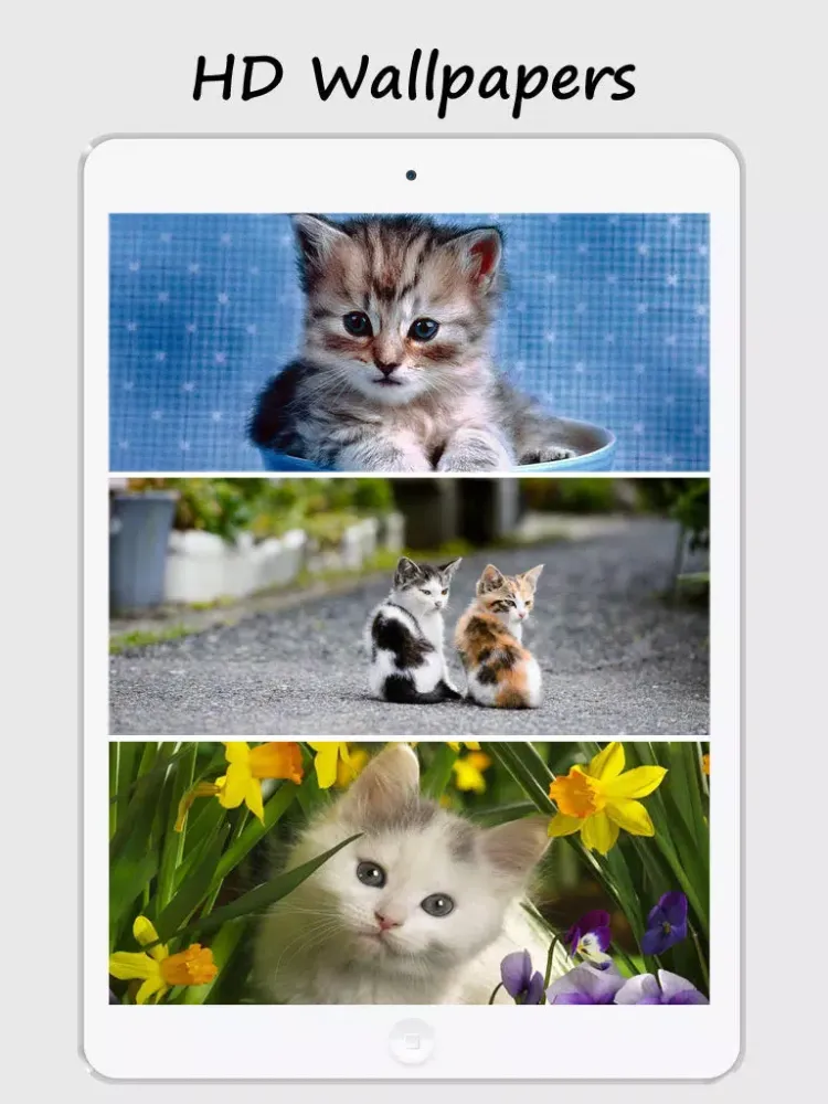 Kitty Wallpapers and Backgrounds iPad  স্ক্রিনশট