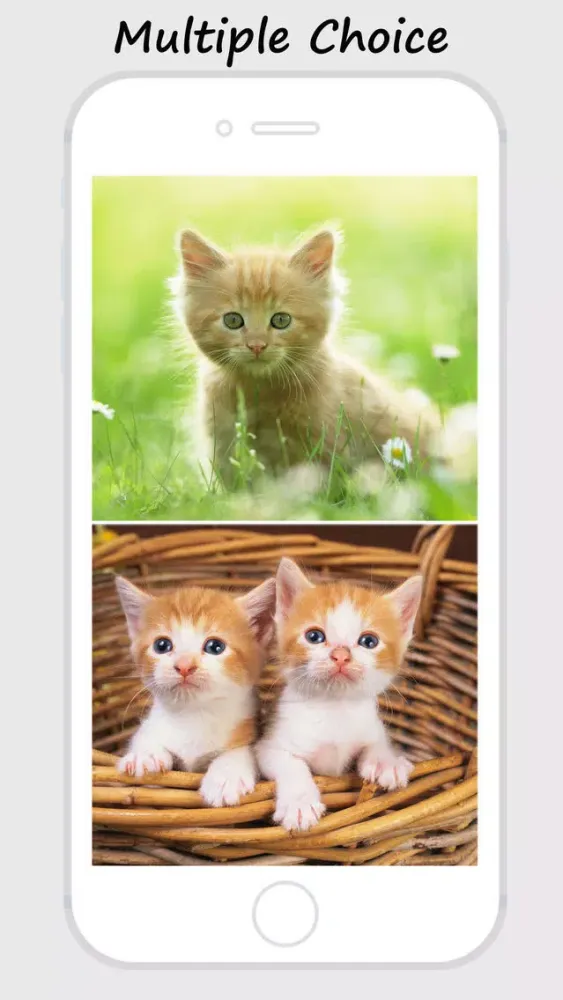 Kitty Wallpapers and Backgrounds স্ক্রিনশট