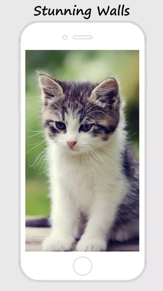 Kitty Wallpapers and Backgrounds স্ক্রিনশট