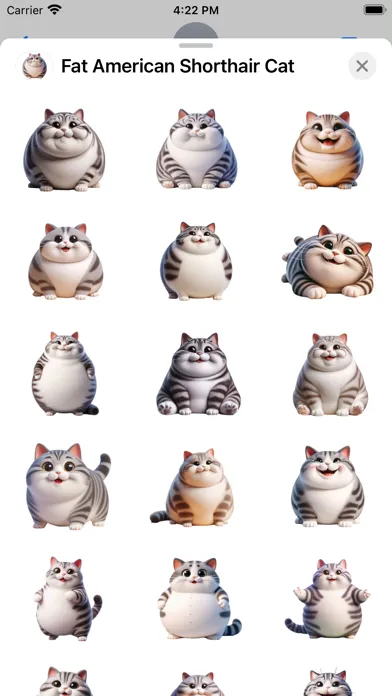 Fat American Shorthair Cat 스크린샷