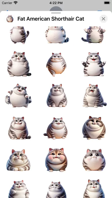 Fat American Shorthair Cat 스크린샷