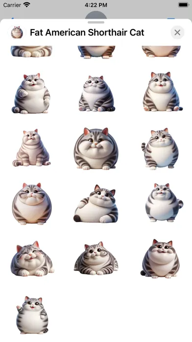 Fat American Shorthair Cat 스크린샷
