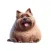 Fat Cairn Terrier Stickers