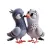 Pigeon Kiss Stickers