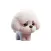 Sad Bichon Frise Stickers